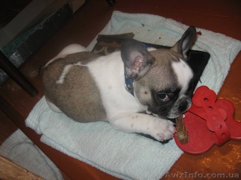 Продам французский бульдог - <ro>Изображение</ro><ru>Изображение</ru> #1, <ru>Объявление</ru> #3588