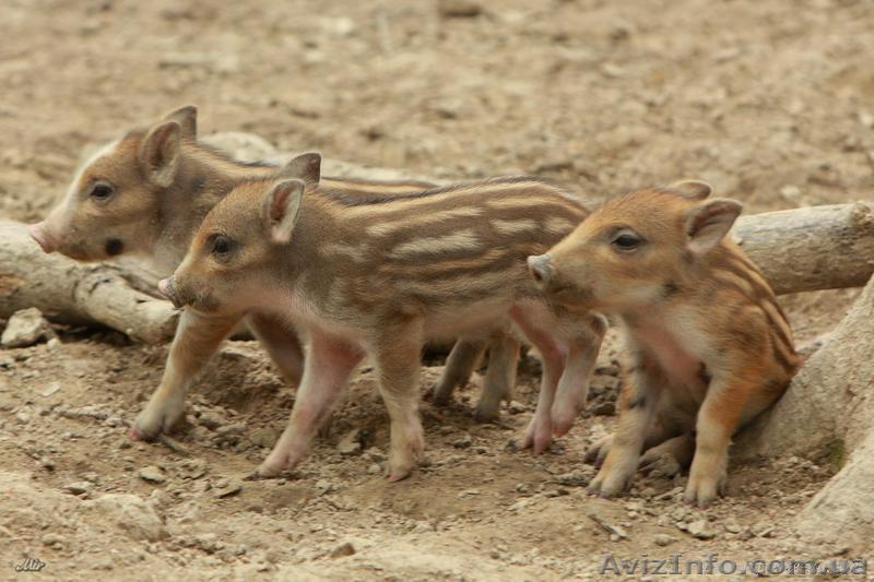 КУПЛЮ ПОРОСЯТ ДИКОГО КАБАНА - <ro>Изображение</ro><ru>Изображение</ru> #1, <ru>Объявление</ru> #9426
