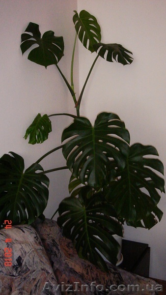 ПРОДАМ МОНСТЕРУ 1,3 м - <ro>Изображение</ro><ru>Изображение</ru> #1, <ru>Объявление</ru> #25686