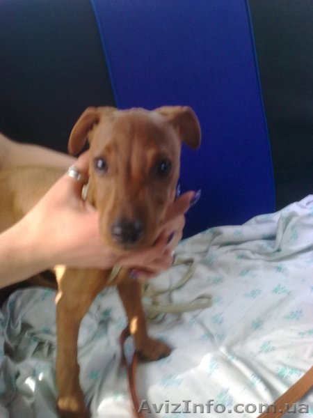 Продаётся  щенок  цвергпинчера  (мини доберман) - <ro>Изображение</ro><ru>Изображение</ru> #1, <ru>Объявление</ru> #28064