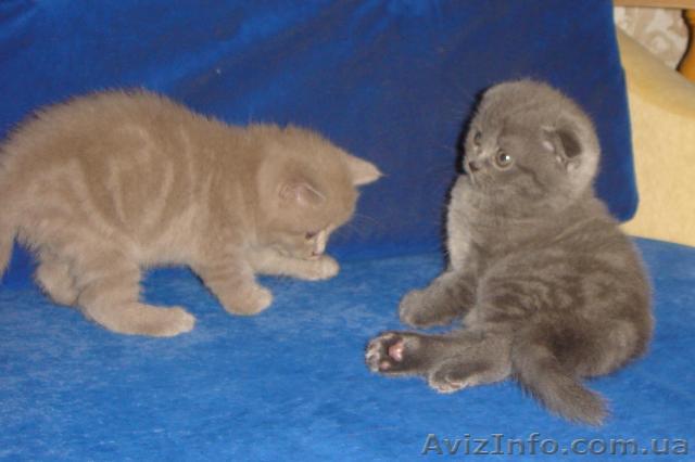 Продам породистых шотландских котят - <ro>Изображение</ro><ru>Изображение</ru> #1, <ru>Объявление</ru> #42264