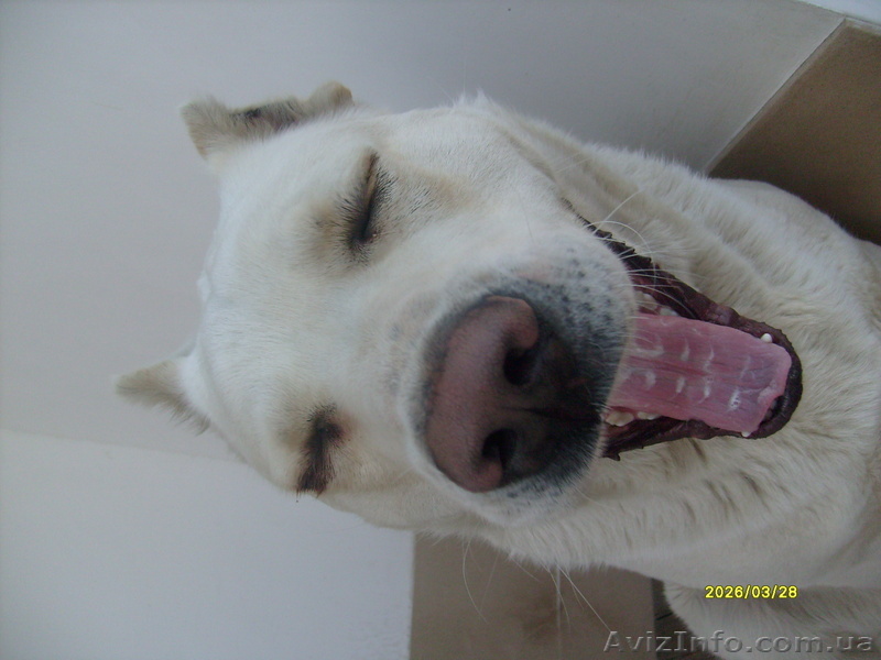 всегда готов встретиться - <ro>Изображение</ro><ru>Изображение</ru> #1, <ru>Объявление</ru> #38108