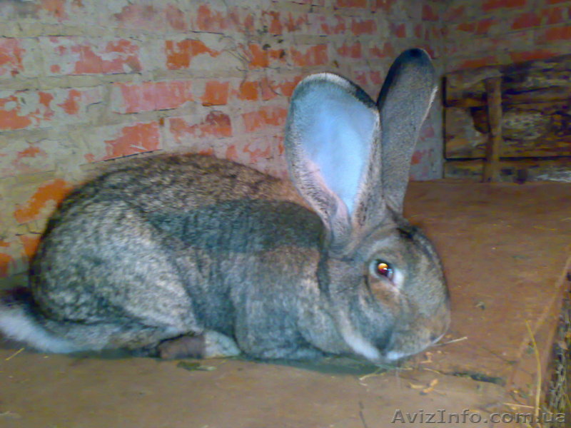 Продам породистих кролів - <ro>Изображение</ro><ru>Изображение</ru> #1, <ru>Объявление</ru> #107710