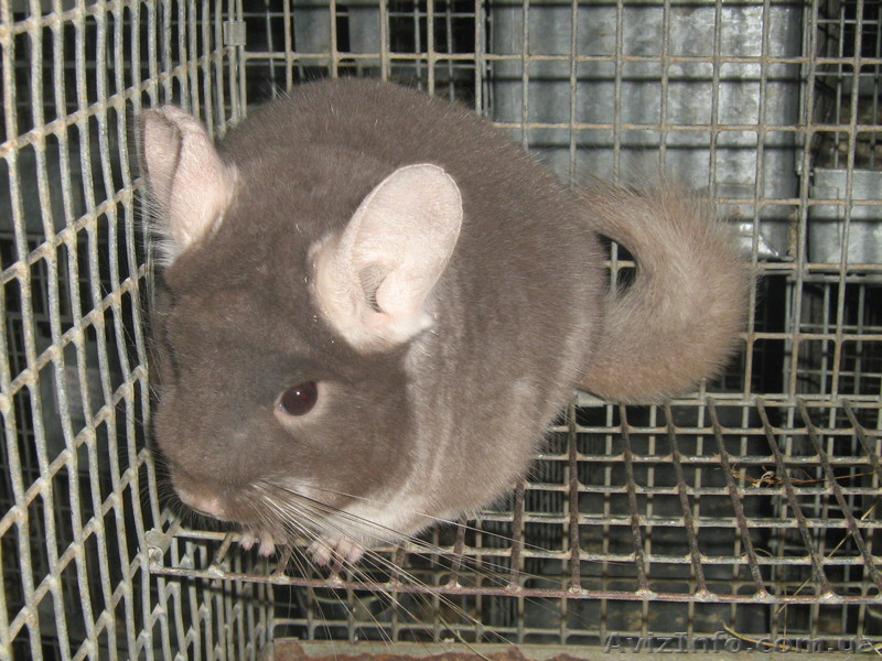 Постоянно продаем  племенных шиншилл различных окрасов для разведения и   для до - <ro>Изображение</ro><ru>Изображение</ru> #1, <ru>Объявление</ru> #110636
