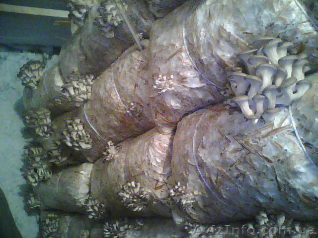 Выращивание грибов ешенка - <ro>Изображение</ro><ru>Изображение</ru> #1, <ru>Объявление</ru> #105738