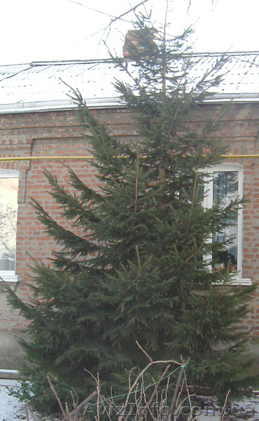 Ель ёлка ялинка - <ro>Изображение</ro><ru>Изображение</ru> #1, <ru>Объявление</ru> #125985