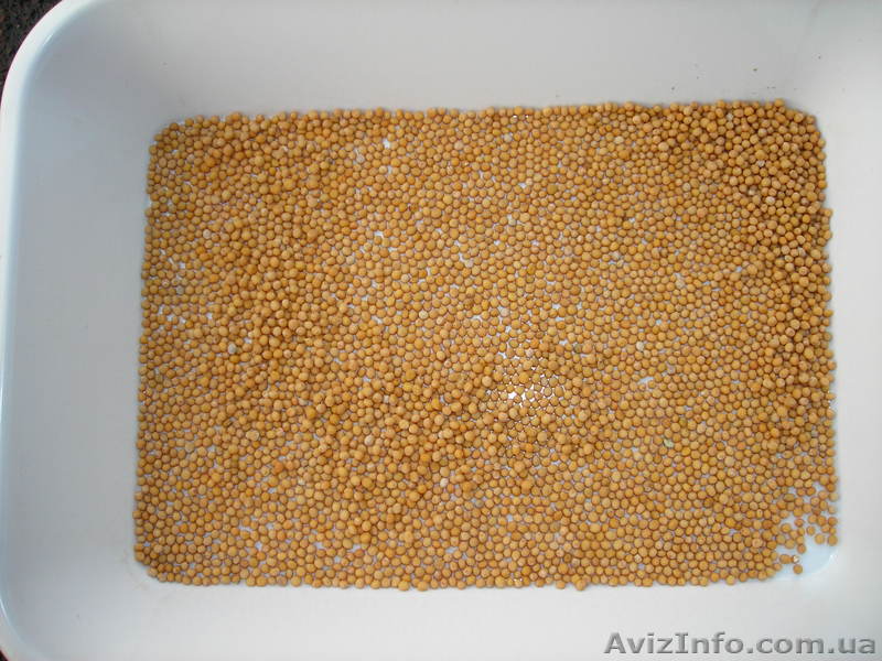 продам горчицу экспортного качества - <ro>Изображение</ro><ru>Изображение</ru> #1, <ru>Объявление</ru> #133203