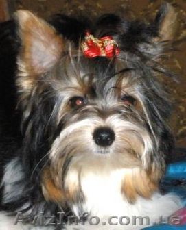 Продам щенка породы бивер йорка девочка - <ro>Изображение</ro><ru>Изображение</ru> #1, <ru>Объявление</ru> #158388