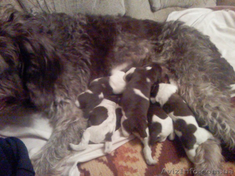 Продам щенков дратхаара - <ro>Изображение</ro><ru>Изображение</ru> #1, <ru>Объявление</ru> #174098