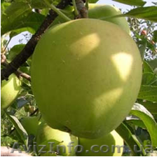 Саженцы яблони Golden Delicious “Reinders” - <ro>Изображение</ro><ru>Изображение</ru> #1, <ru>Объявление</ru> #170475
