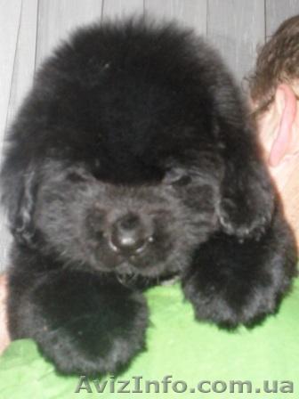 Щенки породы ньюфаундленда черного окраса - <ro>Изображение</ro><ru>Изображение</ru> #1, <ru>Объявление</ru> #158395