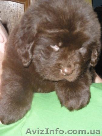 Щенки породы ньюфаундленда редкого коричневого окраса - <ro>Изображение</ro><ru>Изображение</ru> #1, <ru>Объявление</ru> #158399