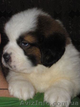 Продам щенков породы сенбернара - <ro>Изображение</ro><ru>Изображение</ru> #1, <ru>Объявление</ru> #158390