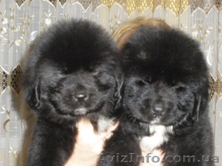 Продам алиментных щенков породы ньюфаундленда - <ro>Изображение</ro><ru>Изображение</ru> #1, <ru>Объявление</ru> #158385
