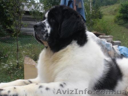 Предлагается  к разведению бело-черный кобель породы ньюфаундленда - <ro>Изображение</ro><ru>Изображение</ru> #1, <ru>Объявление</ru> #158405