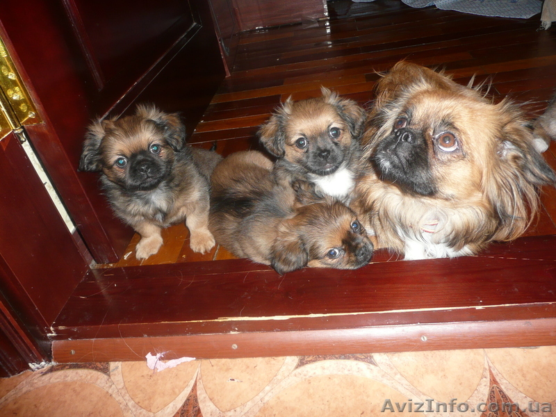 продажа пекинесов - <ro>Изображение</ro><ru>Изображение</ru> #1, <ru>Объявление</ru> #192551