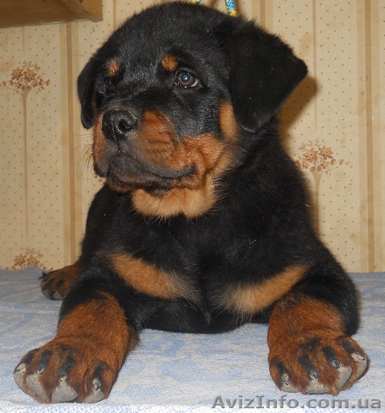 Щенки ротвейлера от Яшина вом Куммельзии - <ro>Изображение</ro><ru>Изображение</ru> #1, <ru>Объявление</ru> #242454