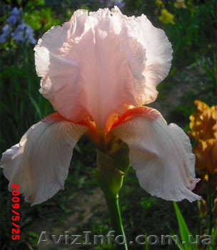 Ирисы бородатые- почтой - <ro>Изображение</ro><ru>Изображение</ru> #1, <ru>Объявление</ru> #272767