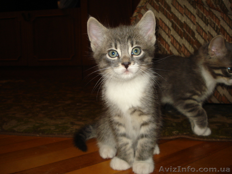 Отдам симпатичных котят - <ro>Изображение</ro><ru>Изображение</ru> #1, <ru>Объявление</ru> #297839