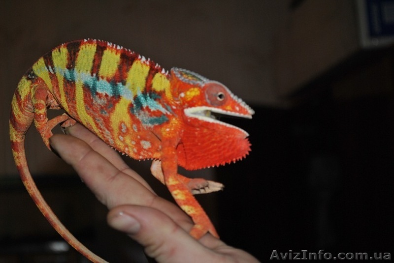 Продажа редких животных - <ro>Изображение</ro><ru>Изображение</ru> #1, <ru>Объявление</ru> #266522