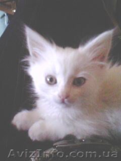 турецкая ангора - <ro>Изображение</ro><ru>Изображение</ru> #1, <ru>Объявление</ru> #353093