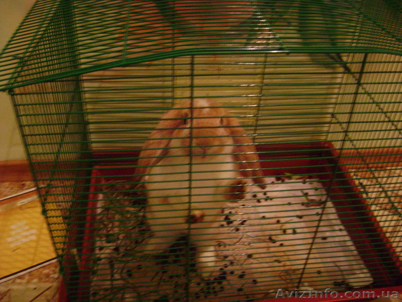 Продам недорого красивую крольчиху - <ro>Изображение</ro><ru>Изображение</ru> #1, <ru>Объявление</ru> #343975