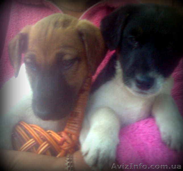 Продам щенка породы фокстерьер гладкошерстный - <ro>Изображение</ro><ru>Изображение</ru> #1, <ru>Объявление</ru> #344230