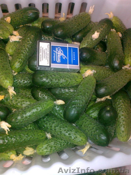 Украфлора-Винница - <ro>Изображение</ro><ru>Изображение</ru> #1, <ru>Объявление</ru> #215780