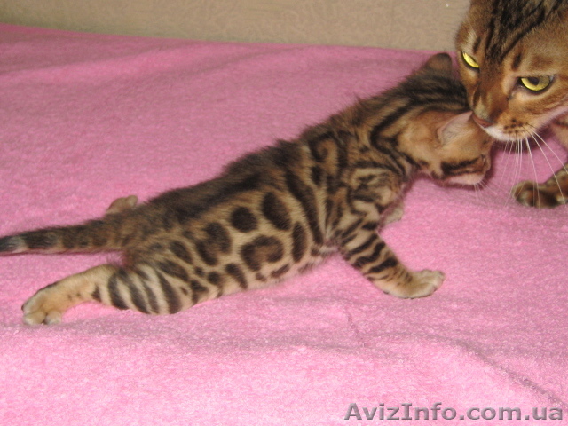 Бенгальские   котята. 1 - <ro>Изображение</ro><ru>Изображение</ru> #1, <ru>Объявление</ru> #418174