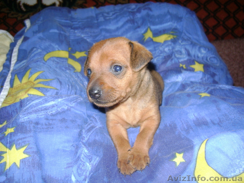 Щенки цвергпинчера - <ro>Изображение</ro><ru>Изображение</ru> #1, <ru>Объявление</ru> #415896