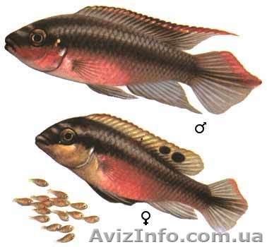 Аквариумная рыба по оптовой цене, от производителя - <ro>Изображение</ro><ru>Изображение</ru> #1, <ru>Объявление</ru> #423476