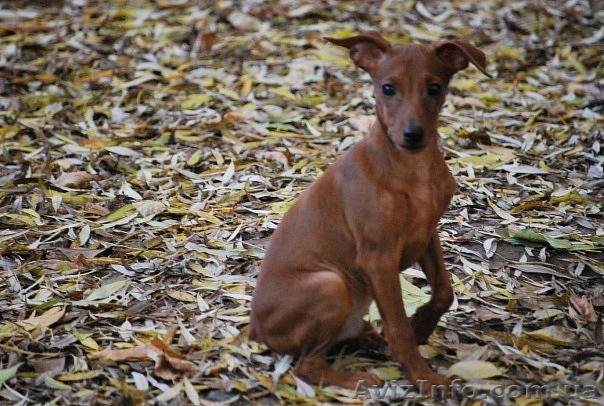 цвергпинчер (минидоберман) - <ro>Изображение</ro><ru>Изображение</ru> #1, <ru>Объявление</ru> #401642