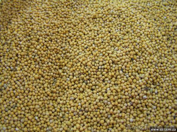 ""куплю горчица белая"" - <ro>Изображение</ro><ru>Изображение</ru> #1, <ru>Объявление</ru> #440330