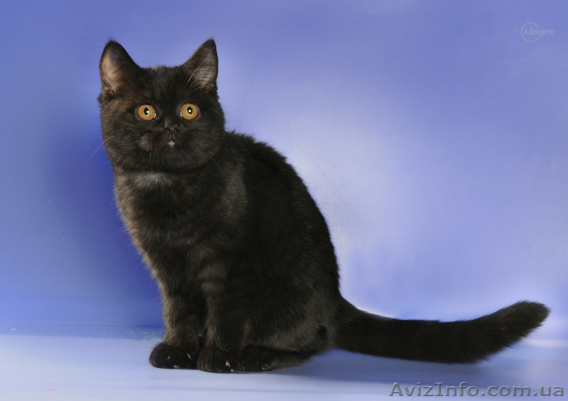 шотландские котят для Вас - <ro>Изображение</ro><ru>Изображение</ru> #1, <ru>Объявление</ru> #478602