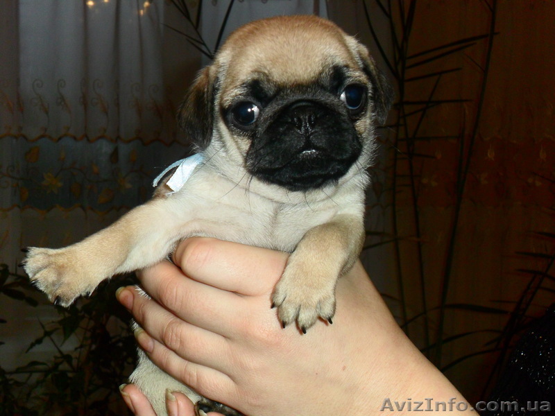 чудесные щеночки мопсики)) - <ro>Изображение</ro><ru>Изображение</ru> #1, <ru>Объявление</ru> #528819