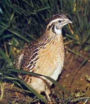 Продам перепела - <ro>Изображение</ro><ru>Изображение</ru> #1, <ru>Объявление</ru> #583683