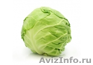 Продаю капусту белокочанную - <ro>Изображение</ro><ru>Изображение</ru> #1, <ru>Объявление</ru> #571529