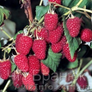 САЖАНЦЫ МАЛИНЫ ПОЛЯНА - <ro>Изображение</ro><ru>Изображение</ru> #1, <ru>Объявление</ru> #640589