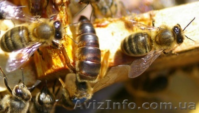 Продаю пчелопакеты по 600 грн. та пчелосемьи по 130 грн.за рамку  - <ro>Изображение</ro><ru>Изображение</ru> #1, <ru>Объявление</ru> #641688