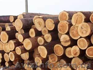 Продам лес кругляк - <ro>Изображение</ro><ru>Изображение</ru> #1, <ru>Объявление</ru> #665483