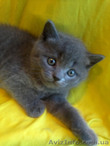 Британская голубая девочка!! - <ro>Изображение</ro><ru>Изображение</ru> #1, <ru>Объявление</ru> #674559