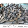Бычок азовский свежемороженный - <ro>Изображение</ro><ru>Изображение</ru> #1, <ru>Объявление</ru> #659452