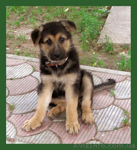 Срочно продам немецкую овчарку! - <ro>Изображение</ro><ru>Изображение</ru> #1, <ru>Объявление</ru> #698113