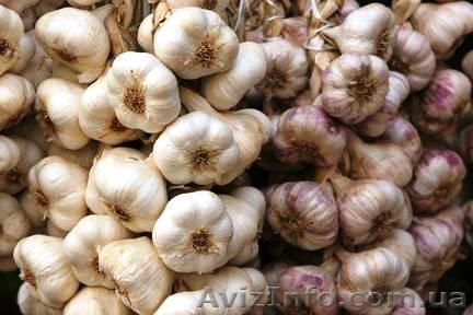 выращивание и продажа чеснока и посадочного материала в Украине - <ro>Изображение</ro><ru>Изображение</ru> #1, <ru>Объявление</ru> #691126