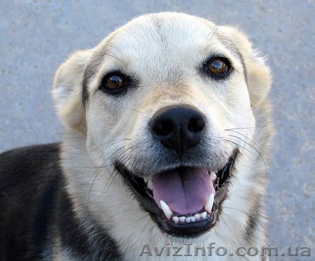 Гостиница для собак ВИННИЦА - <ro>Изображение</ro><ru>Изображение</ru> #1, <ru>Объявление</ru> #721822