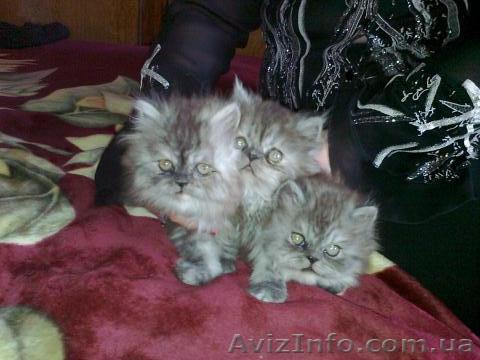 СРОЧНО ПРОДАМ КОТЯТ - <ro>Изображение</ro><ru>Изображение</ru> #1, <ru>Объявление</ru> #737029