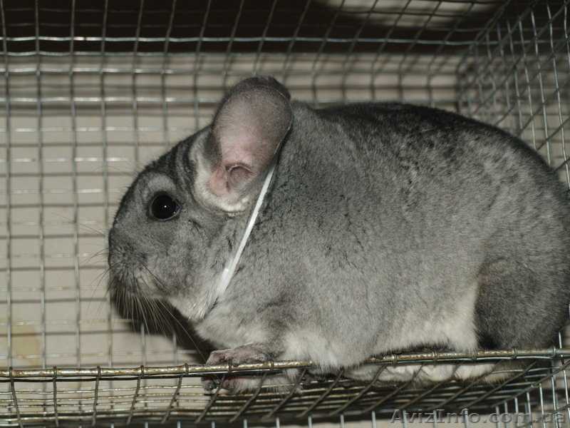 Шиншилла стандарт с родословной и всем необходимым для ухода. - <ro>Изображение</ro><ru>Изображение</ru> #1, <ru>Объявление</ru> #752122
