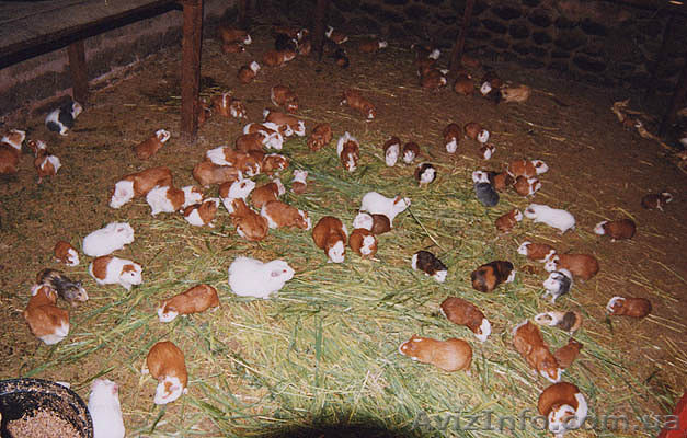 МОРСКИЕ СВИНКИ НА ВЫБОР - <ro>Изображение</ro><ru>Изображение</ru> #1, <ru>Объявление</ru> #776819