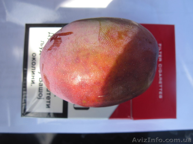 Саженцы яблони, груши, черешни и винограда - <ro>Изображение</ro><ru>Изображение</ru> #1, <ru>Объявление</ru> #547664