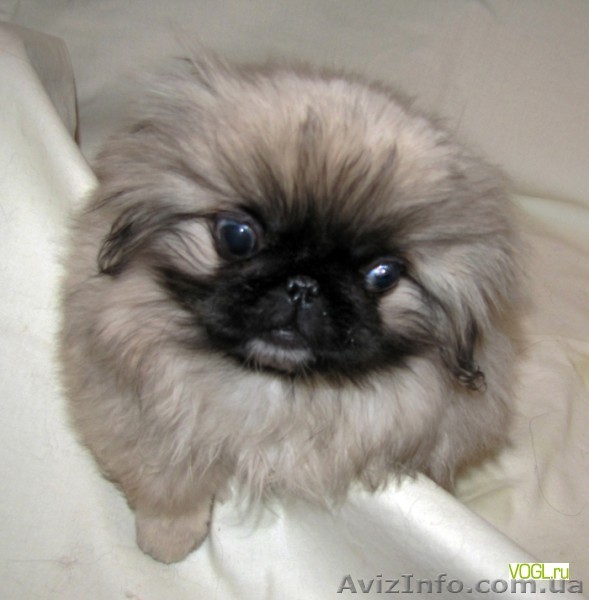 Продам  Пекинеса не дорого  - <ro>Изображение</ro><ru>Изображение</ru> #1, <ru>Объявление</ru> #922409